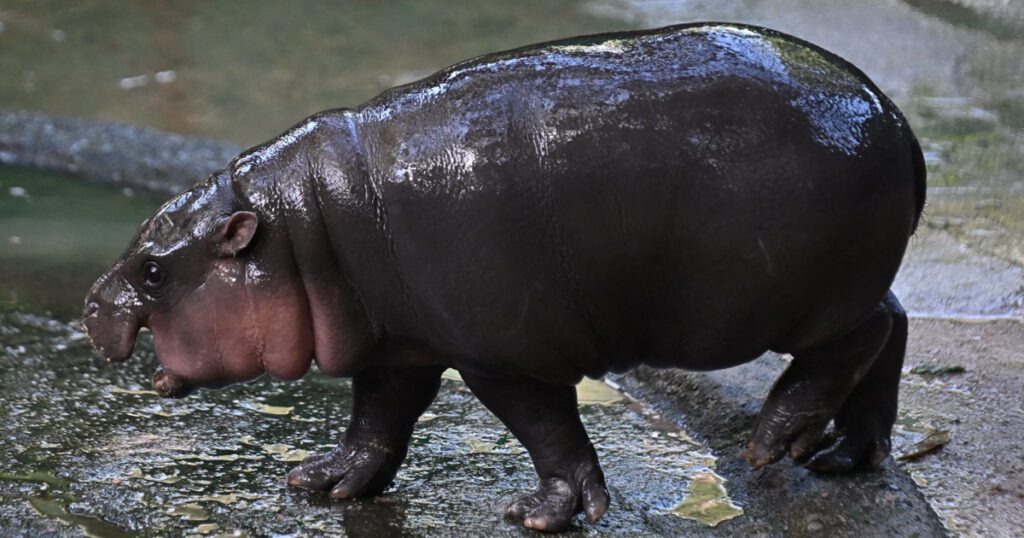 Adorable Baby Pygmy Hippo Moo Deng Becomes TikTok’s favorite: Meet the Internet’s New sensation (Photo by Lillian SUWANRUMPHA / AFP Getty images)