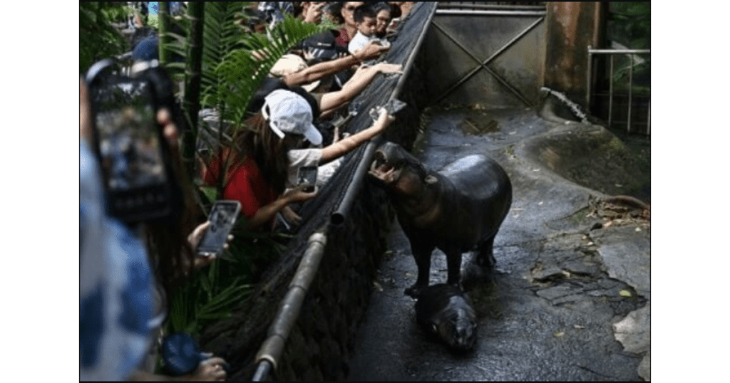 Adorable Baby Pygmy Hippo Moo Deng Becomes TikTok’s favorite: Meet the Internet’s New sensation (Photo by Lillian SUWANRUMPHA / AFP Getty images)